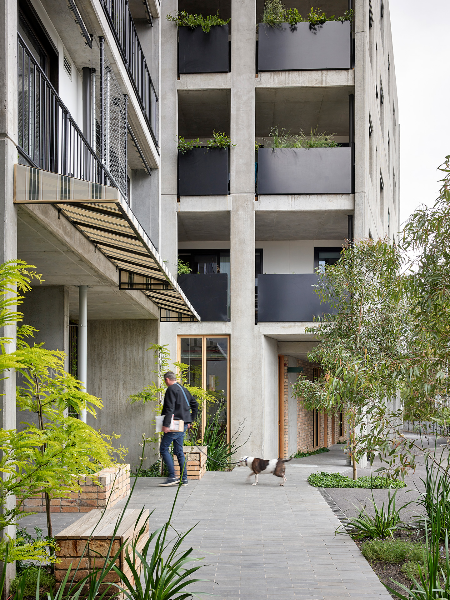 A person walking a small dog along a paved path beside a modern concrete apartment building with recessed balconies, black planter boxes, a striped awning and lush ground-level landscaping.